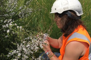 Hayley Ridgway collecting samples in the field