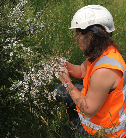  Hayley Ridgway collecting samples in the field