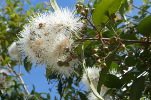 Lilly pilly [Syzygium smithii]