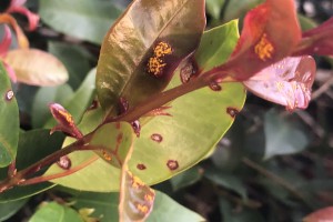 Lilly pilly with myrtle rust symptoms