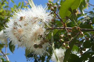 Lilly pilly in flower.