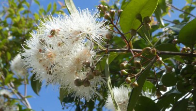 Lilly pilly in flower 