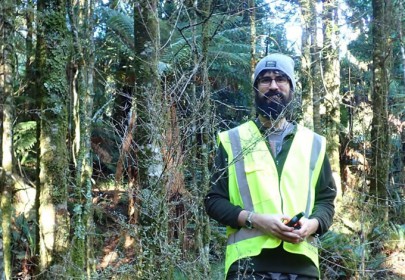 Dr Michael Bartlett surveying a population of rōhutu ([Neomyrtus pedunculata]) – one of the native New Zealand species in the family affected by Myrtle Rust. Image: Roanne Sutherland (Scion) 