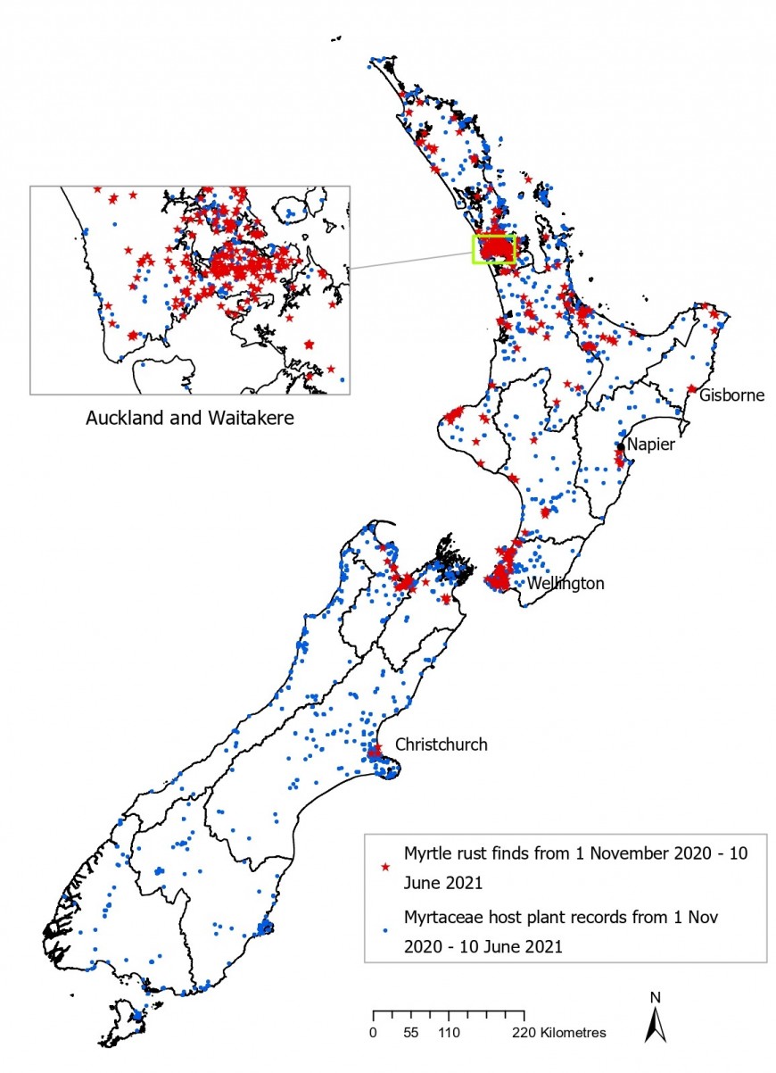 This map shows data collected over summer between 1 November 2020 and 10 June 2021 via the citizen science platform iNaturalist. The red points show the records of visible myrtle rust and the blue dots show records of Myrtaceae plants without visible rust symptoms within this same time frame.