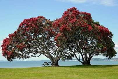 Pōhutukawa, Cornwallis Beach, West Auckland.