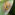 [Sphaerellopsis] on [A. psidii] Image