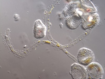 Austropuccinia psidii germinated on PDMS discs. Image provided by the authors.