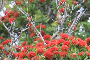 Tauhou / Silvereyes in a pōhutukawa