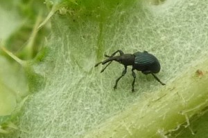 Californian thistle stem miner