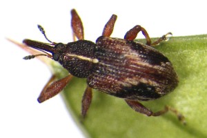 Darwin's barberry flower weevil