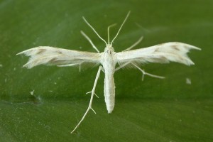 Horehound plume moth Donald Hobern from Copenhagen Denmark CC BY 20 via Wikimedia Commons