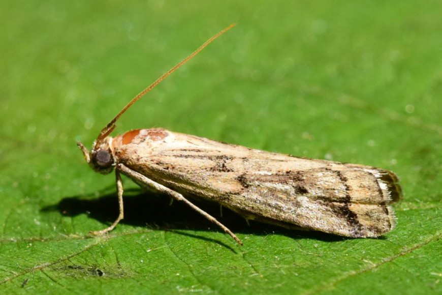 Gorse colonial hard shoot moth. Pempelia genistella. Image: Sarah and Karen Hand via Lepidoptera.co.uk