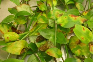 Tradescantia yellow leaf spot fungus image csiro