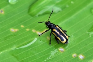 Alligator weed beetle Agasicles hygrophila