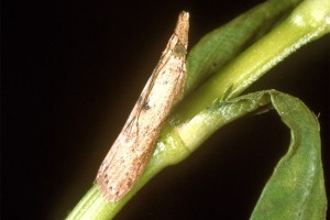 alligator weed moth