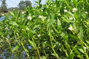 Alligator weed. Image: Harry Rose from South West Rocks, Australia, CC BY 2.0, via Wikimedia Commons