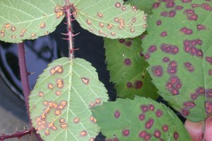 blackberry rust