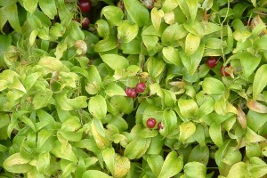 bridal creeper