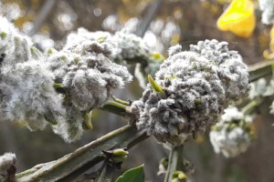 broom gall mite