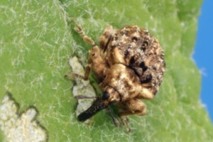 buddleia leaf weev