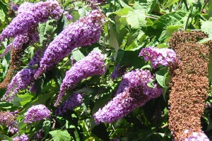 buddleia