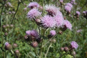 California thistle. Image: Matt Lavin CC-BY-2.0 via Flickr