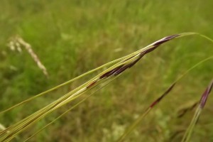 Chilean needlegrass. Image: Florent BECK (cc-by-sa) via Pl@ntNet