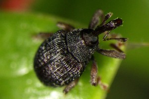 darwins barberry seed weevil