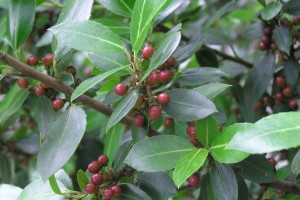 Evergreen buckthorn