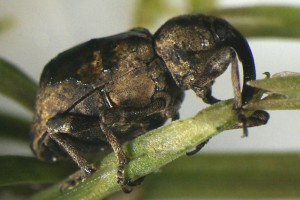 field horsetail weevil