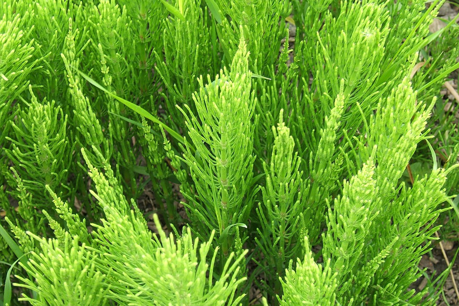 Field horsetail » Manaaki Whenua