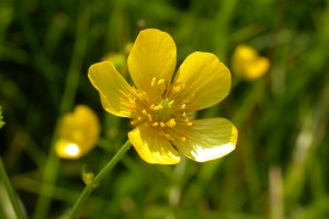 Giant buttercup. Image: Matt Lavin, CC-BY-2.0 via Flickr