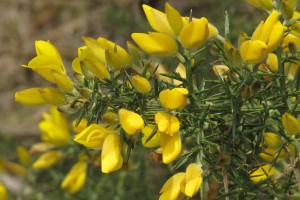 Gorse. Image: Robert Flogaus-Faust, CC BY 4.0, via Wikimedia Commons