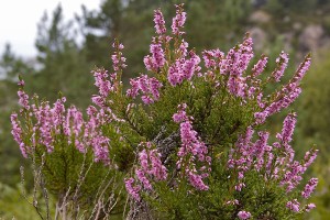 Heather | Calluna vulgaris. Image Aqwis (Aqwis), CC BY-SA 3.0 via Wikimedia Commons