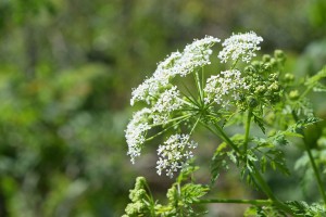 Hemlock. Image: Djtanng, CC BY-SA 4.0, via Wikimedia Commons