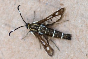 horehound clearwing Alvesgaspar CC BY SA 40 via Wikimedia Commons