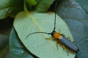 japanese honeysuckle stem beetle v2