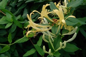 Japanese honeysuckle. Image Mokkie, CC BY-SA 3.0, via Wikimedia Commons