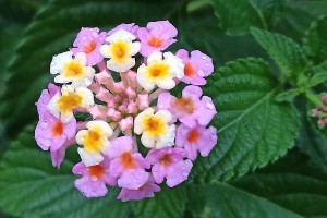 Lantana.Image: Juan Carlos Fonseca Mata, CC BY-SA 4.0, via Wikimedia Commons