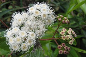 Mexican devil weed.Image: Ixitixel, CC BY-SA 3.0, via Wikimedia