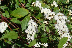 Mist flower. Image: Dick Culbert from Gibsons, B.C., Canada, CC BY 2.0, via Wikimedia Commons