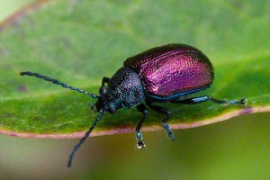 moth plant beetle