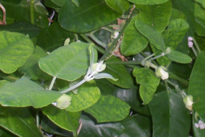 Moth plant. Image Malkinann, CC BY-SA 3.0, via Wikimedia Commons