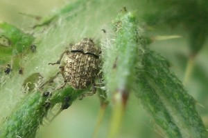 nodding thistle crown weevil