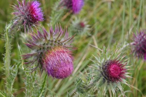 Nodding thistle. Image: Baykedevries, CC BY-SA 3.0 NL, via Wikimedia Commons