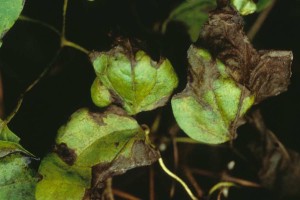 old mans beard leaf fungus