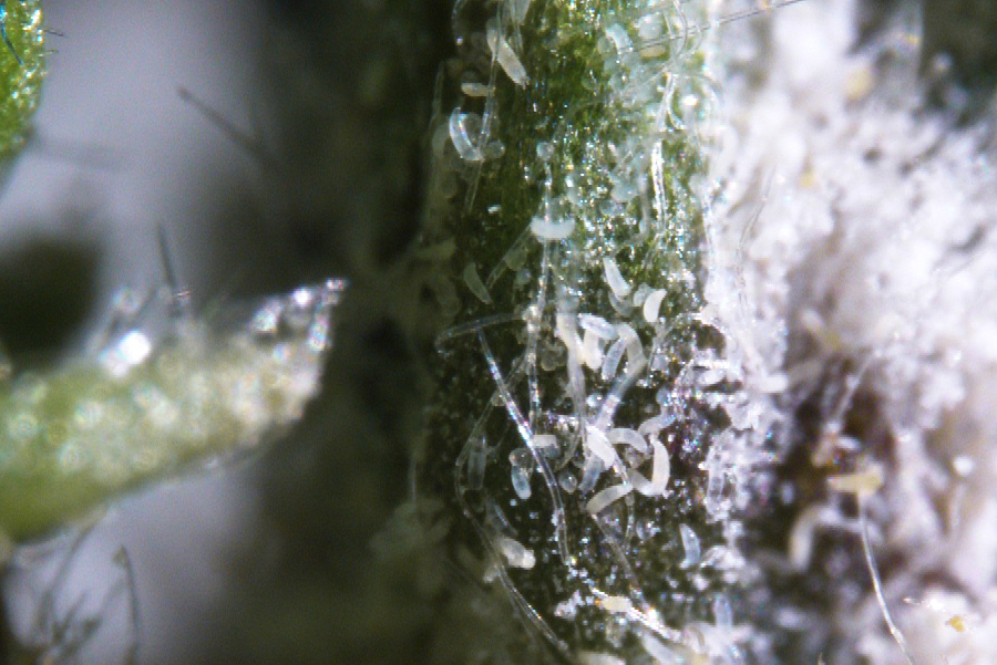 Old man's beard mite » Manaaki Whenua