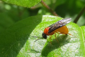 old mans beard sawfly