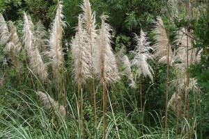 Pampas grass