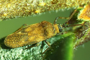 privet lacebug